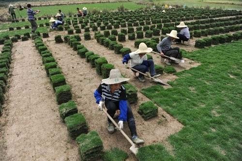 马尼拉草坪