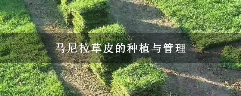 马尼拉草皮的种植与管理