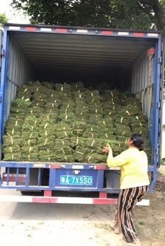 花都兰引三号草卷批发