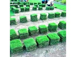 兰引三号草皮供应-惠州兰引三号草皮批发