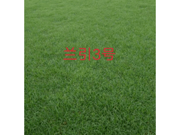 兰引三号草皮供应,是一家专业种植生产销售绿化草坪的厂家