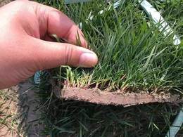 茂沁绿化草皮供应，介绍高羊茅草坪和马尼拉草坪有什么不同？