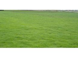 广州马尼拉草价格分析如何保养马尼拉草坪呢?马尼拉草价格,马尼拉草价格表,马尼拉草价格拆训,附近马尼拉草价格