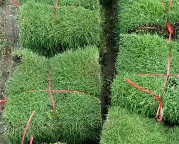 马尼拉草坪优缺点 马尼拉草种植技术