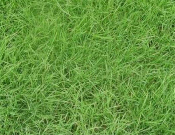 马尼拉草坪优缺点 马尼拉草种植技术