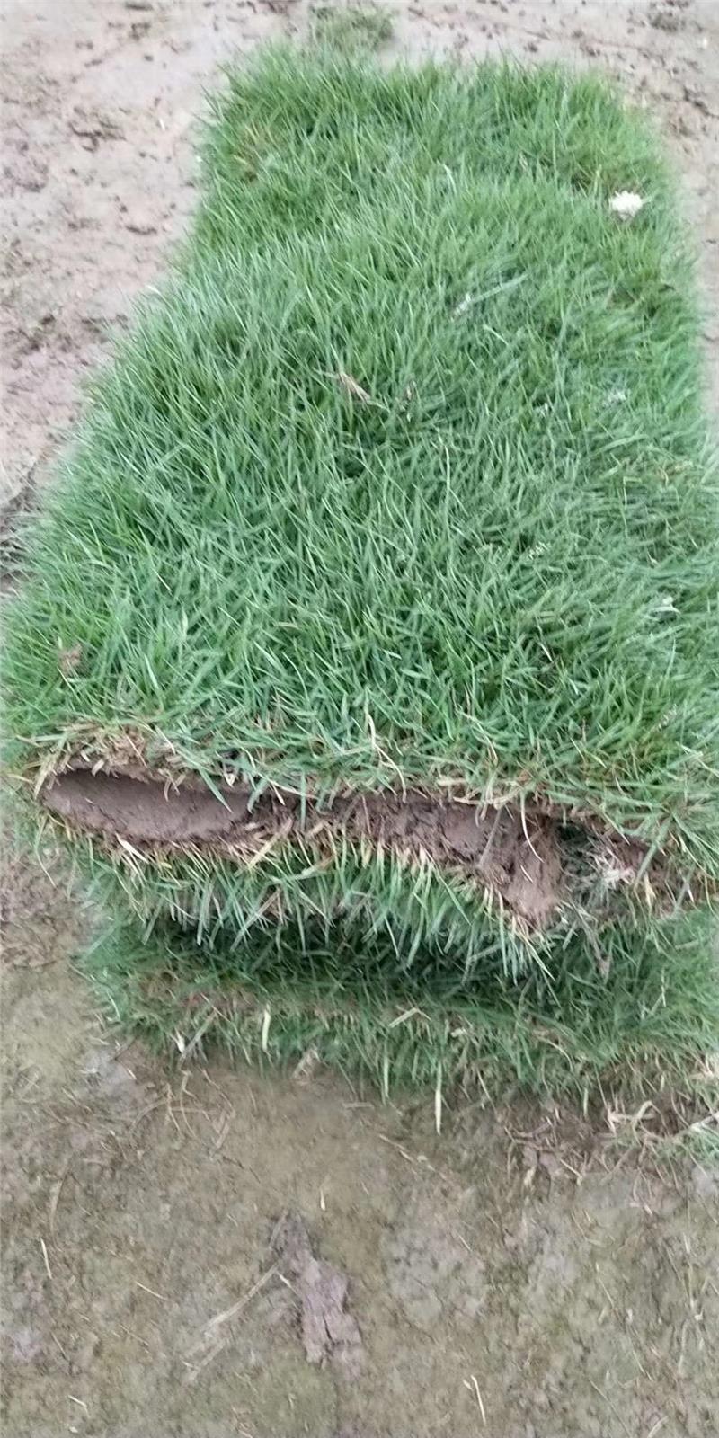 广东马尼拉草皮-草坪批发,龙华马尼拉草供应 广东马尼拉草皮-草坪批发,龙华马尼拉草供应