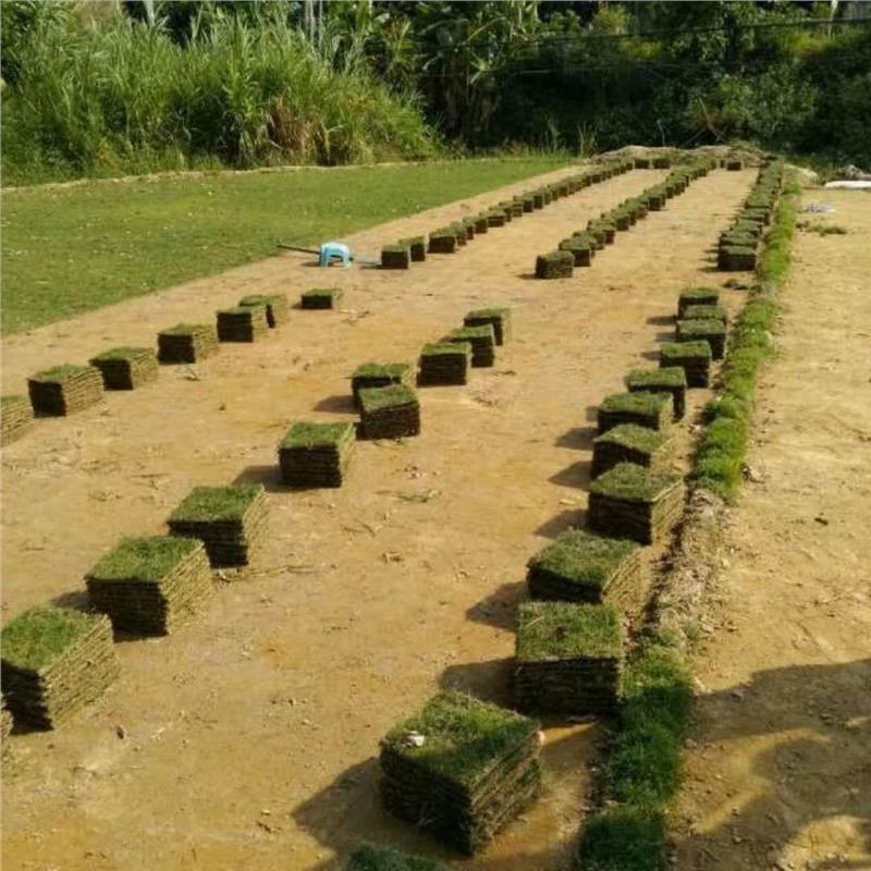 广东马尼拉草皮-草坪批发,龙华马尼拉草供应 广东马尼拉草皮-草坪批发,龙华马尼拉草供应