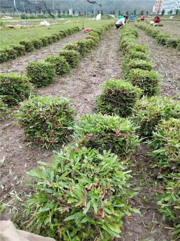 大叶油草卷,大叶油草皮场,广东清远大叶油草基地