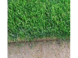 台湾二号草种植批发,马尼拉草坪多少钱一卷