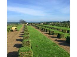 马尼拉草坪-马尼拉草皮的修剪与施肥！