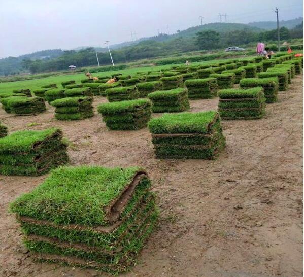 马尼拉草,大叶油草,兰引三号草