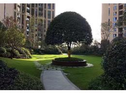 兰引三号草皮供应,惠州茂沁绿化常年供应优质兰引三号草