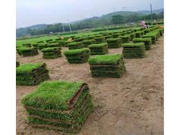 茂沁绿化介绍草皮品种有哪些?哪些草皮品种比较好?