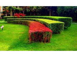 广东中山哪里有马尼拉草种植基地？麻烦推荐一下