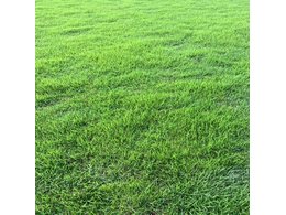 广东台湾二号草坪常年供应,厂家直销,欢迎采购