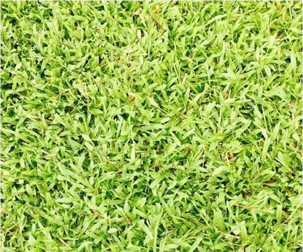马尼拉草多少钱一平方?广东番禺马尼拉草坪多少钱一平方？
