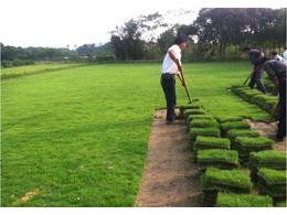 马尼拉草多少钱一平方,绿化草皮多少钱一平方？