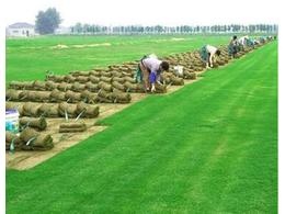 马尼拉草多少钱一平方?广东番禺马尼拉草坪多少钱一平方？