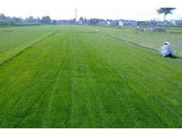 马尼拉草供应，湖南邵阳马尼拉草坪多少钱一平方？