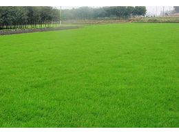 淮安草坪多少钱一平方?人工马尼拉草坪?