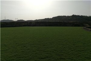 惠州市绿化卷草价格便宜,马尼拉草坪多少钱一平方米？