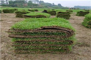 惠州市绿化卷草价格便宜,马尼拉草坪多少钱一平方米？
