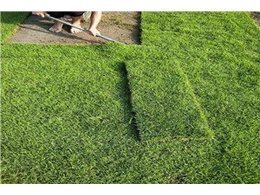 惠州市绿化卷草价格便宜,马尼拉草坪多少钱一平方米？
