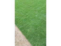 广东省大叶草、马尼拉草、兰引3号草皮多少钱一平米？