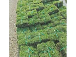 兰引三号草皮供应-足球场草坪种植施工方案