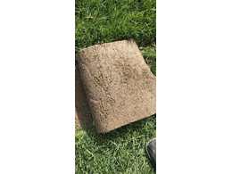 马尼拉草多少钱一平方、优质马尼拉草坪一平多少钱.？