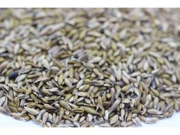 广东兰引三号草，兰引三号草皮供应