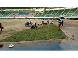 【兰引三号草皮供应厂家】介绍广东绿化草皮兰引三号草的栽培技术