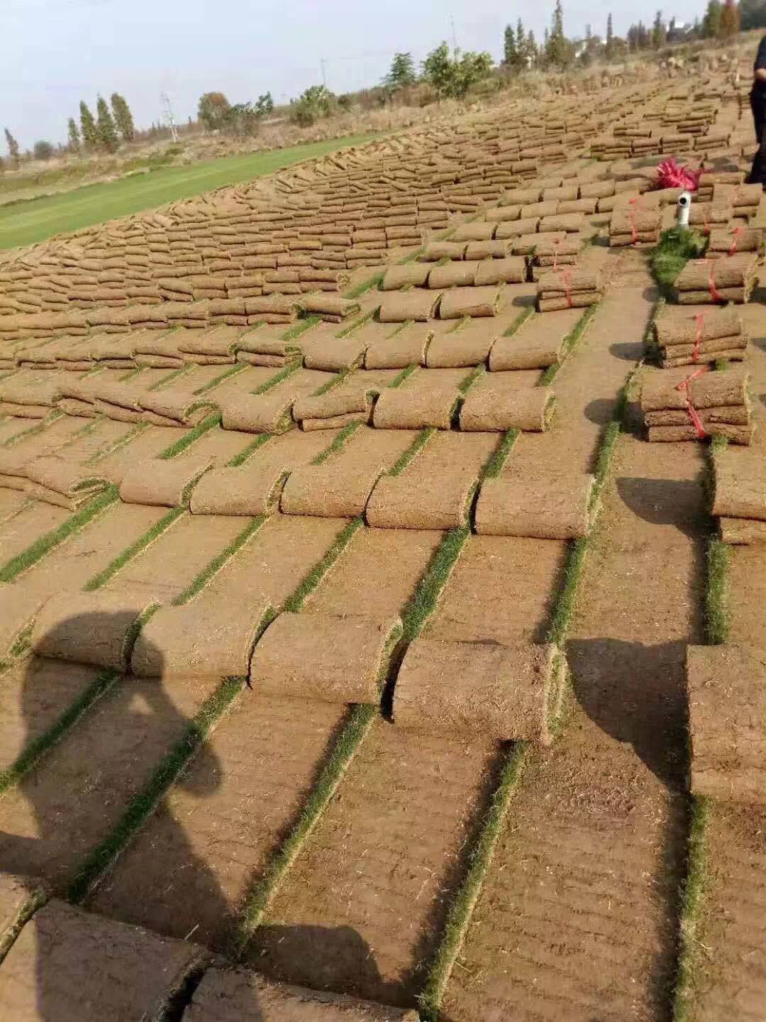 广东惠州兰引三号草皮绿化效果好吗，哪里有便宜的绿化草皮买？