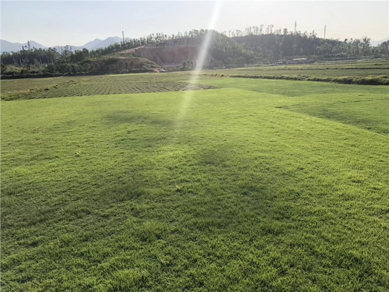 [大叶油草坪]大叶油草供应,惠州茂沁绿化草皮种植
