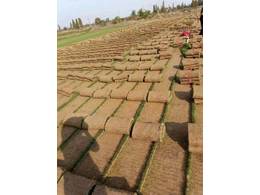 广东惠州兰引三号草皮绿化效果好吗，哪里有便宜的绿化草皮买？