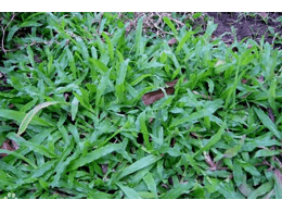 大叶油草的栽培技术是怎样的呢？