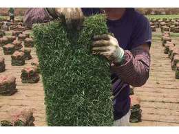 广东马尼拉草场多少钱一方,夏威夷草卷供应