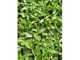 广东马尼拉草皮供应,台湾草草卷,兰引三号草,大叶油草草块,大叶油草草卷,夏威夷草坪.夏威夷草皮卷,高尔夫球场草卷,马尼拉卷草批发