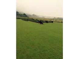 马尼拉草大批量供应-广东茂沁绿化草场园林绿化草皮种植基地