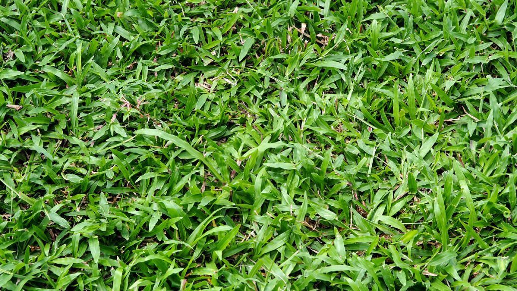 [大叶油草坪]大叶油草坪杂草防除方法