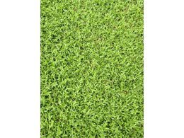 [大叶油草坪]大叶油草坪杂草防除方法