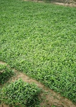 [大叶油草坪]大叶油草种植后多久成坪