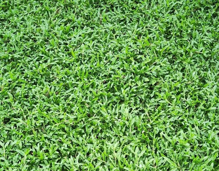 [大叶油草坪]大叶油草种植后多久成坪