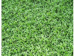 [大叶油草坪]大叶油草种植后多久成坪