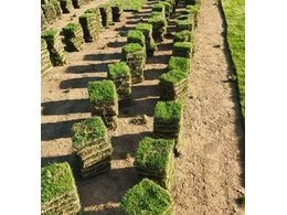 [马尼拉油草]惠州马尼拉草