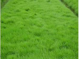 [马尼拉油草]台湾草和马尼拉草相比，哪个比较好？