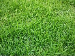 [马尼拉油草]马尼拉草怎么养