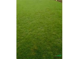 [马尼拉油草]马尼拉草坪养护的几个小窍门