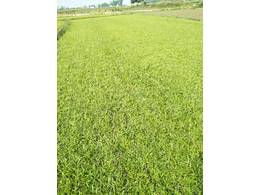 [大叶油草坪生产基地]如何种植大叶油草草皮