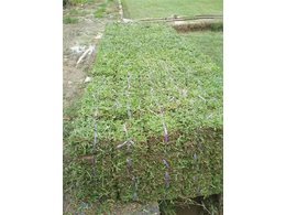 茂沁绿化直销大叶油草块,大叶油草卷,大叶油草皮,大叶油草坪